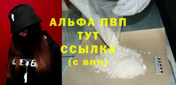 сатива Новозыбков