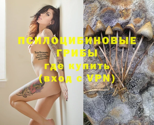 сатива Новозыбков